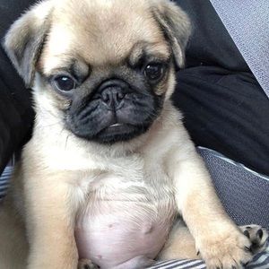 Meet your Posher, Cassidy